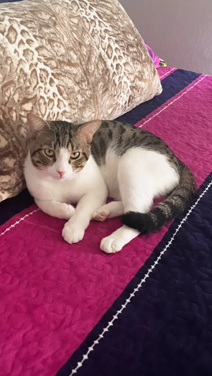 Lost cat in Conroe, TX, 77304