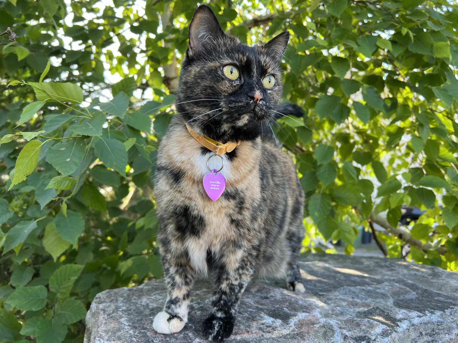 Lost cat in Melbourne, FL, 32934