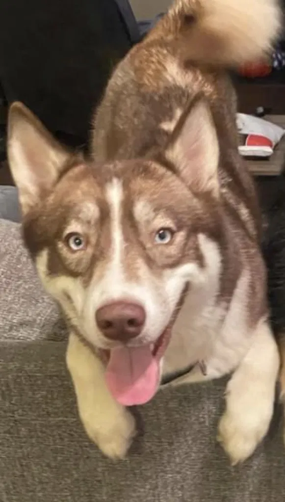 Lost dog in Lewisburg, KY, 42256