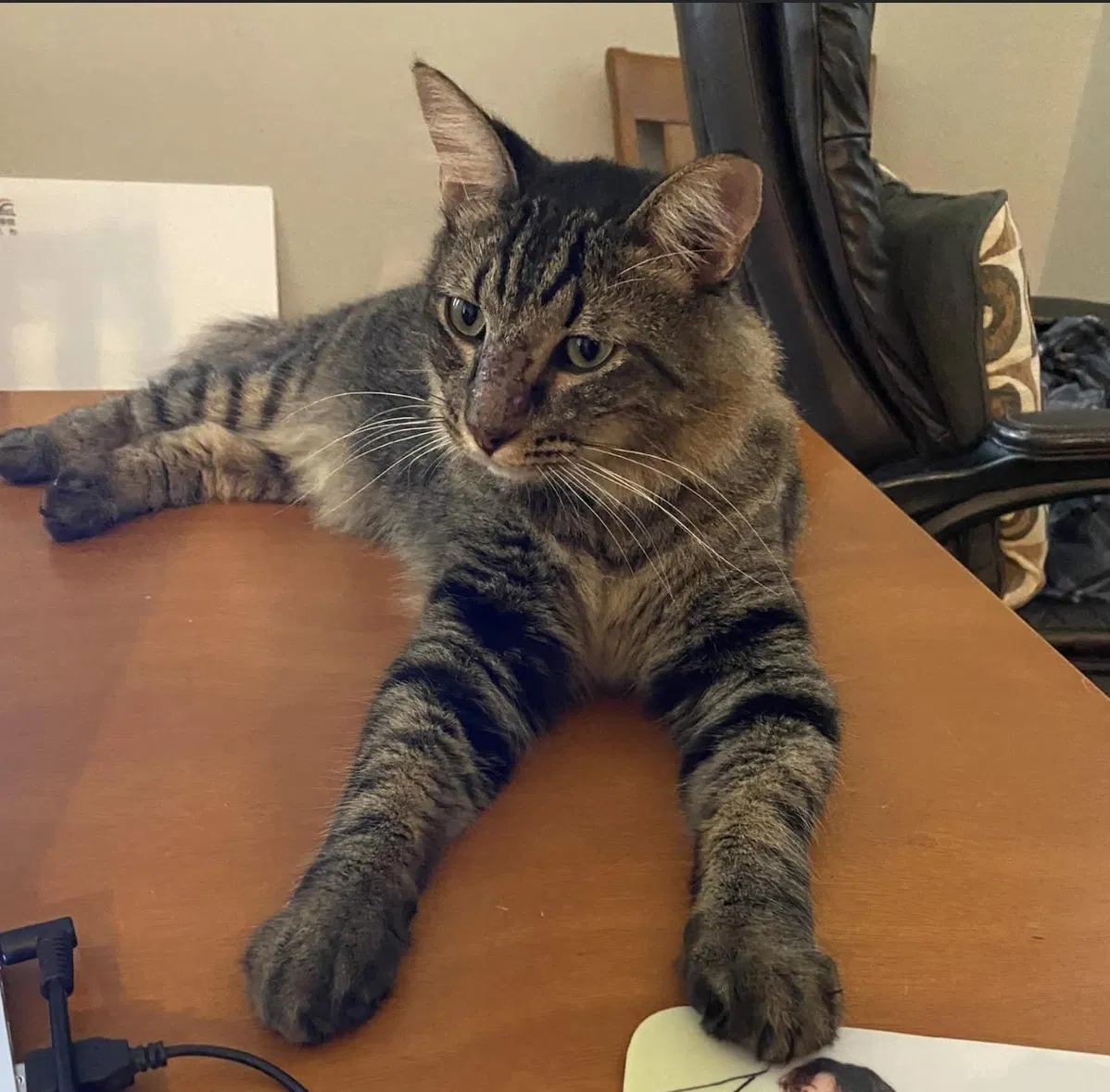 Lost cat in Gilbert, AZ, 85296