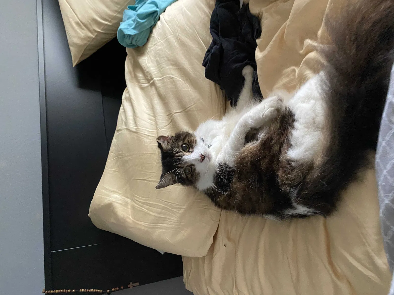 Lost cat in Miami, FL, 33176