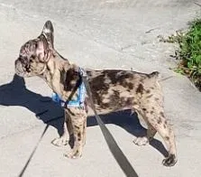 Lost dog in Pompano Beach, FL, 33063