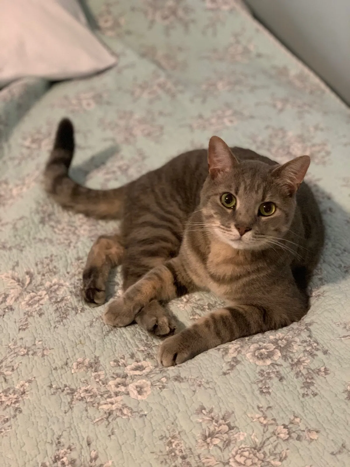 Lost cat in Studio City, CA, 91604