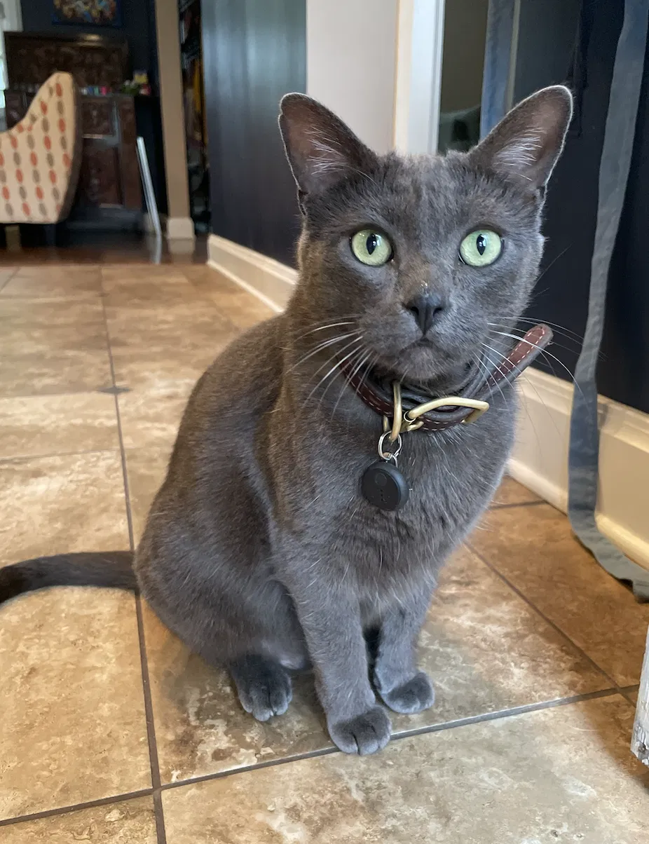 Lost cat in Metairie, LA, 70005