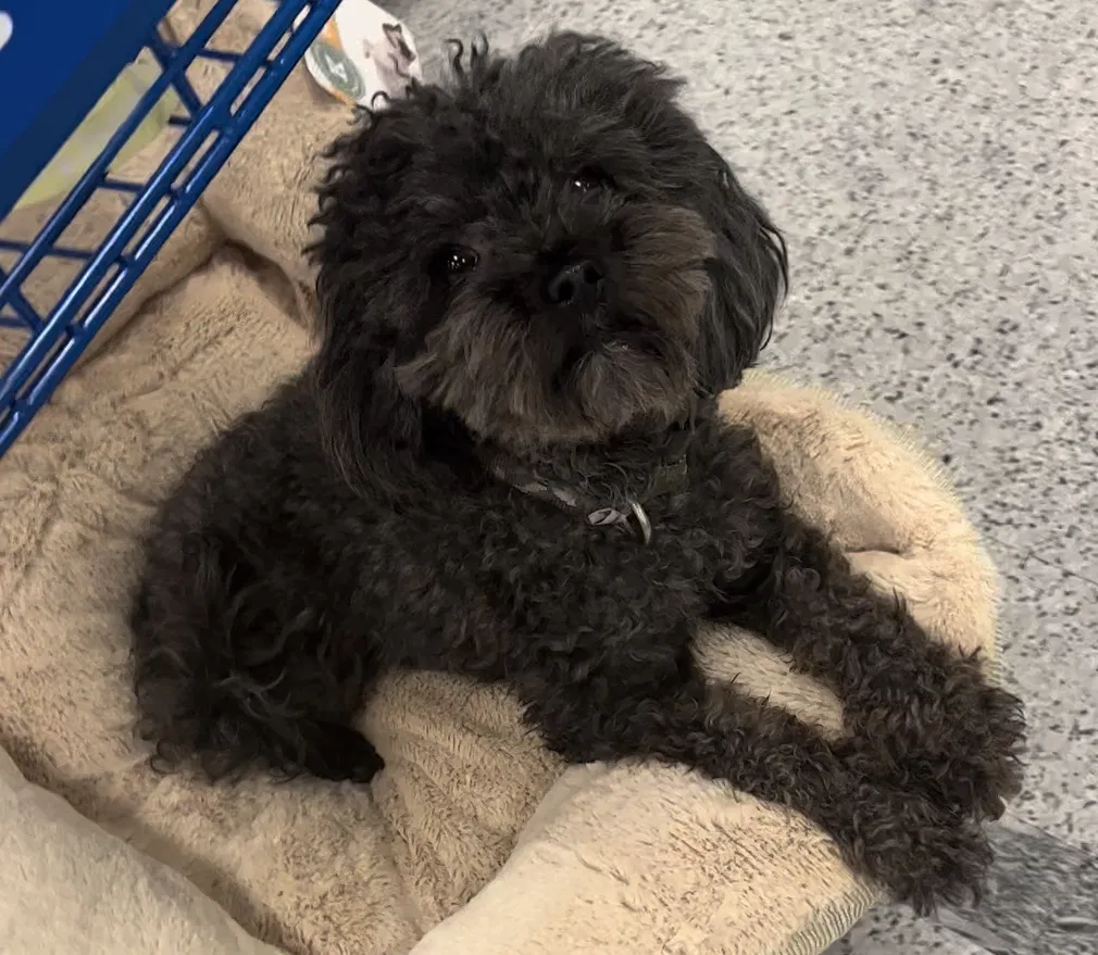 Lost dog in Sylmar, CA, 91342