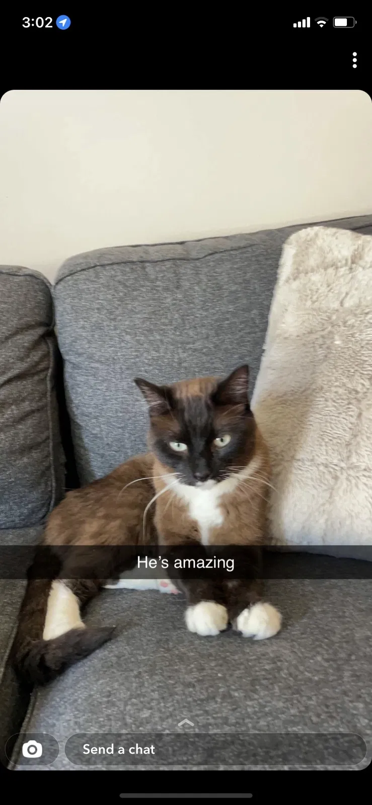 Lost cat in Tacoma, WA, 98444