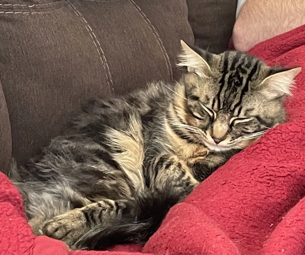 Lost cat in Longview, WA, 98632