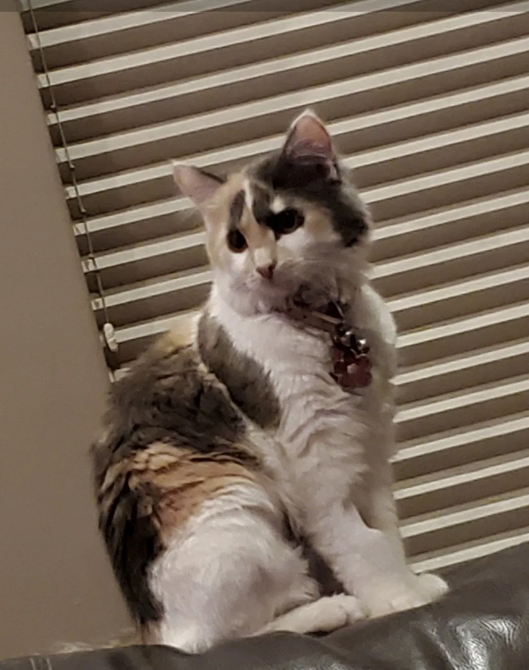 Lost cat in Lake Villa, IL, 60046