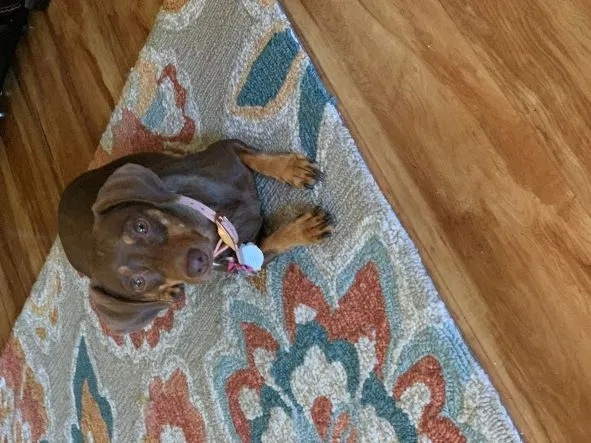Lost dog in Lynwood, CA, 90262
