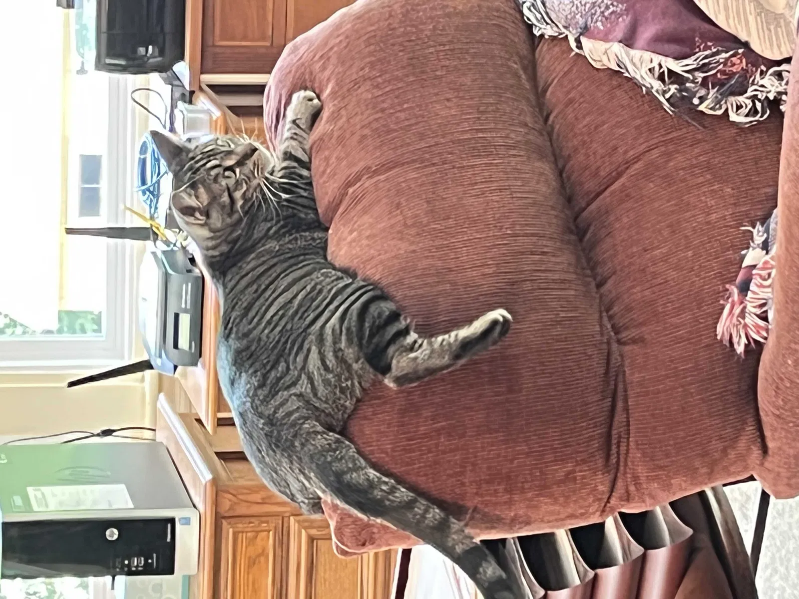 Lost cat in Greensboro, NC, 27408