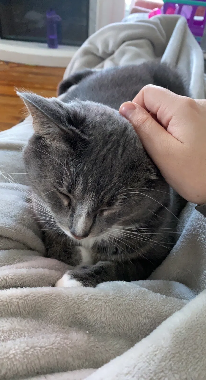 Lost cat in Minneapolis, MN, 55431