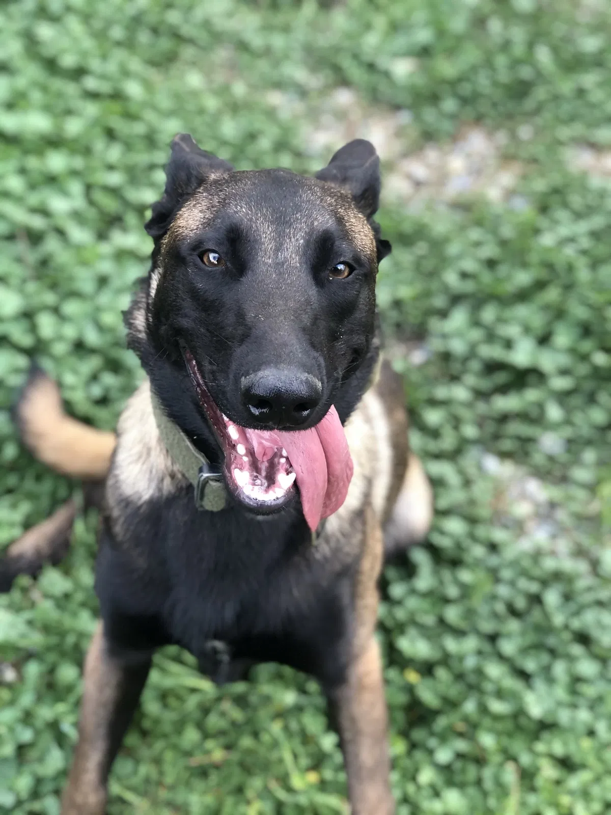Lost dog in San Jacinto, CA, 92582