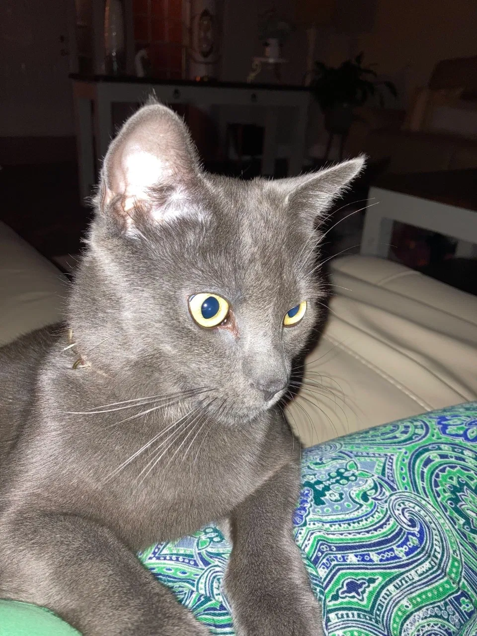 Lost cat in Toney, AL, 35773