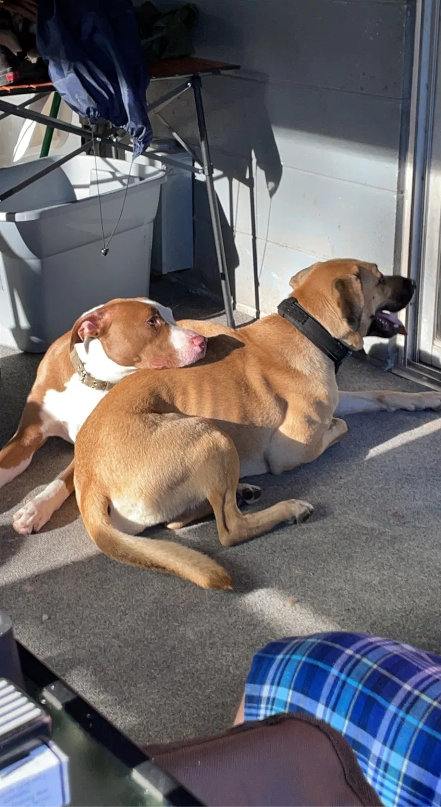 Lost dog in Webster, FL, 33597