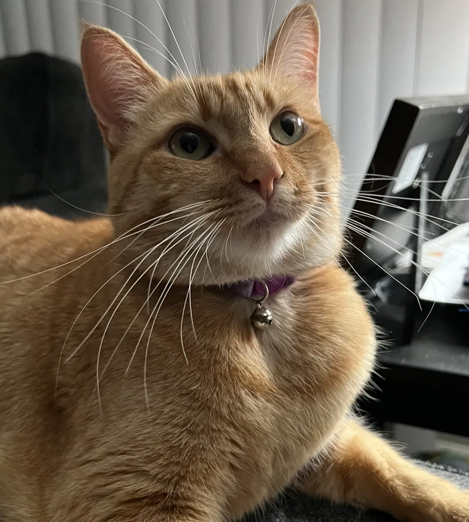 Lost cat in Simi Valley, CA, 93065