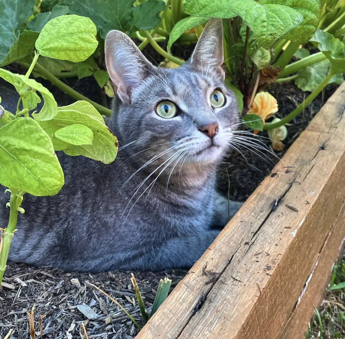 Lost cat in Whitestown, IN, 46075