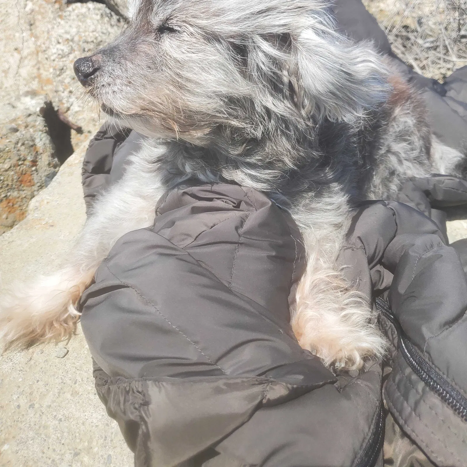 Lost dog in Oakland, CA, 94605