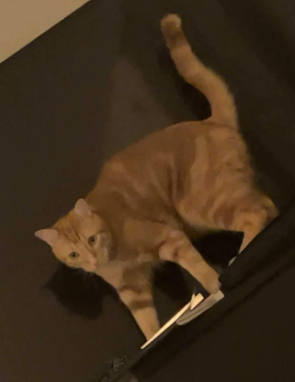 Lost cat in Cambridge, MA, 2140