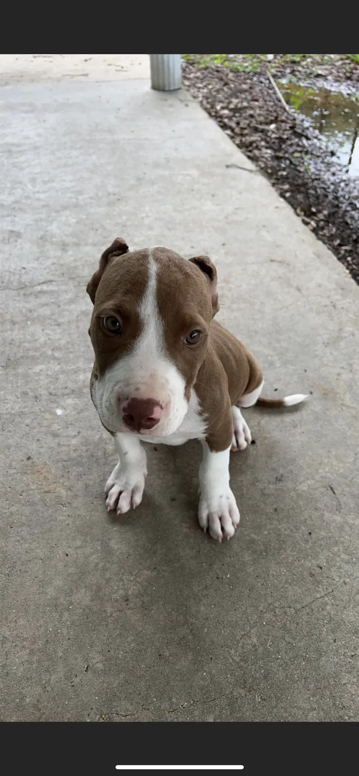 Lost dog in Opelousas, LA, 70570