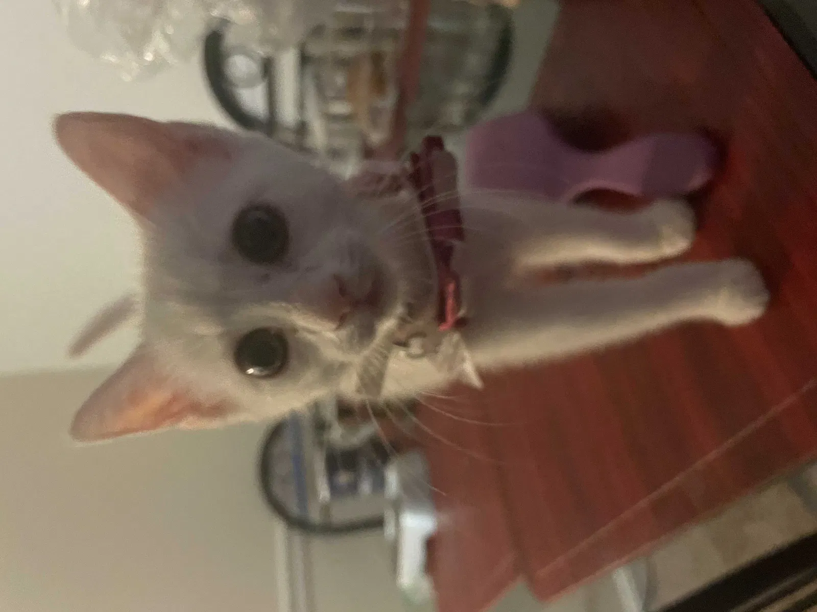 Lost cat in Capitol Heights, MD, 20743