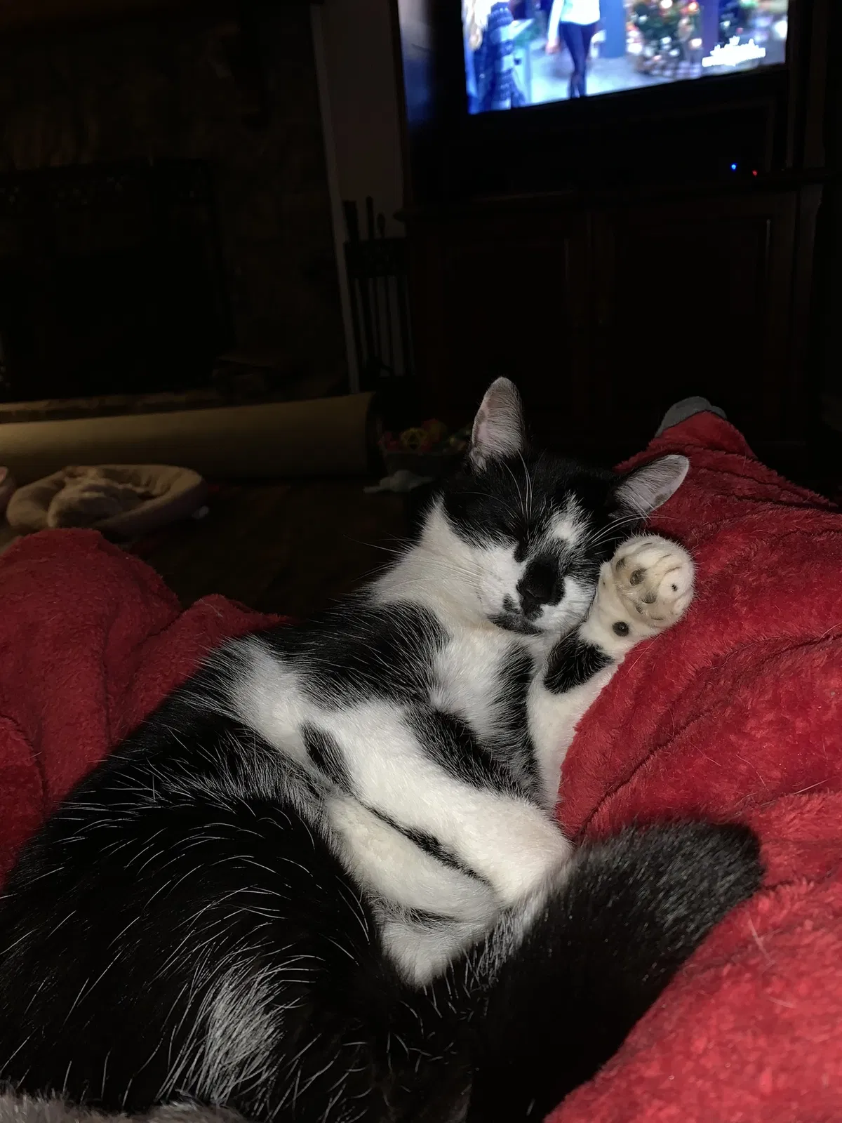 Lost cat in Oakwood, GA, 30566