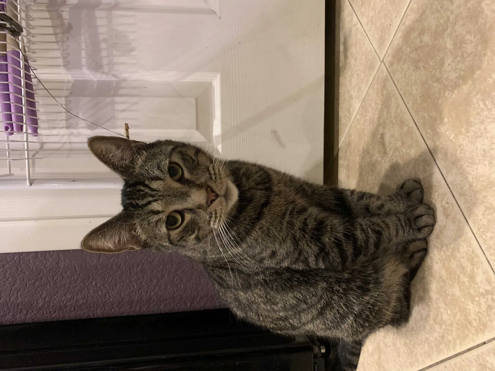 Lost cat in Buckeye, AZ, 85326