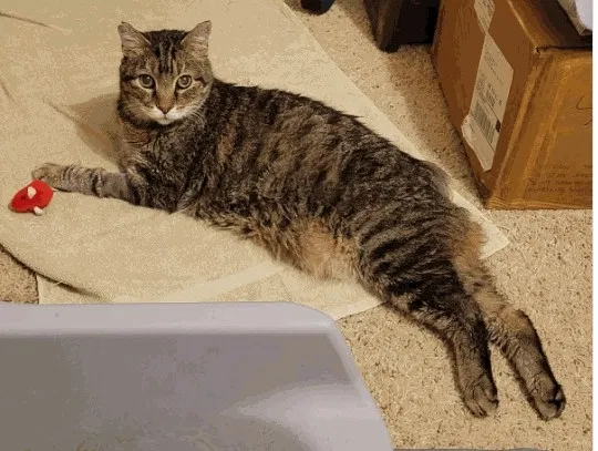 Lost cat in Cabot, AR, 72023