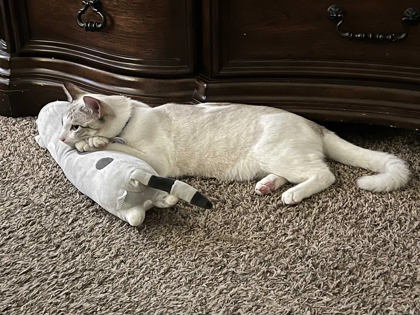 Lost cat in Broken Arrow, OK, 74014