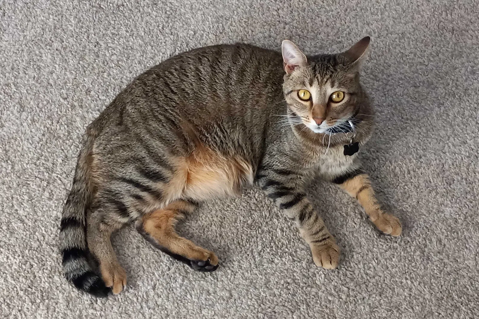 Lost cat in Port Saint Lucie, FL, 34983