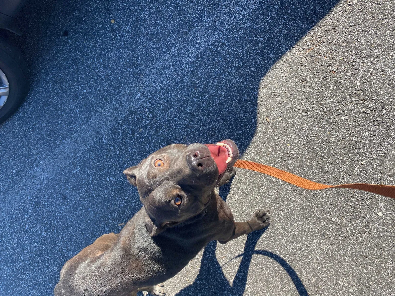 Found dog in Atlanta, GA, 30316