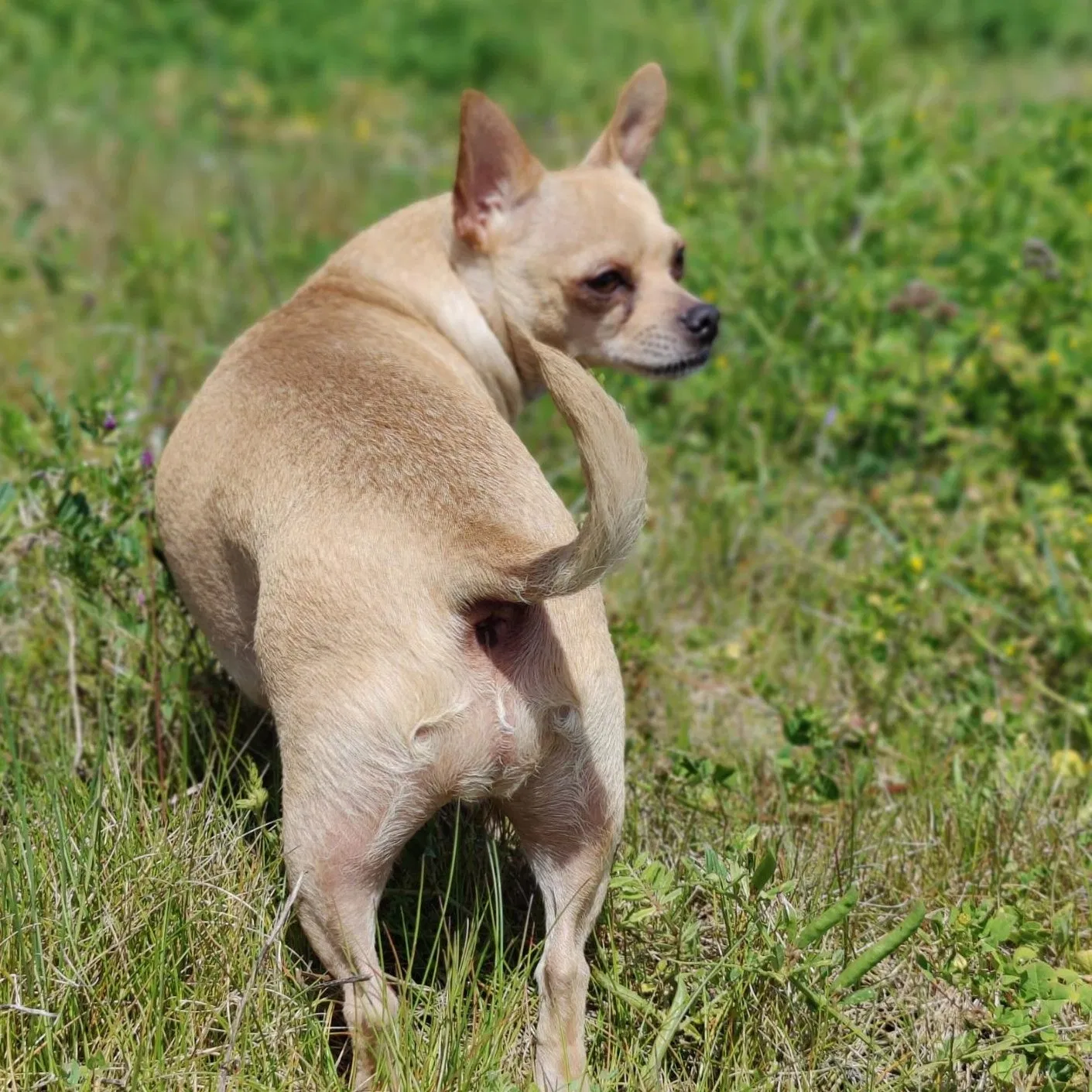 Lost dog in Crows Landing, CA, 95313