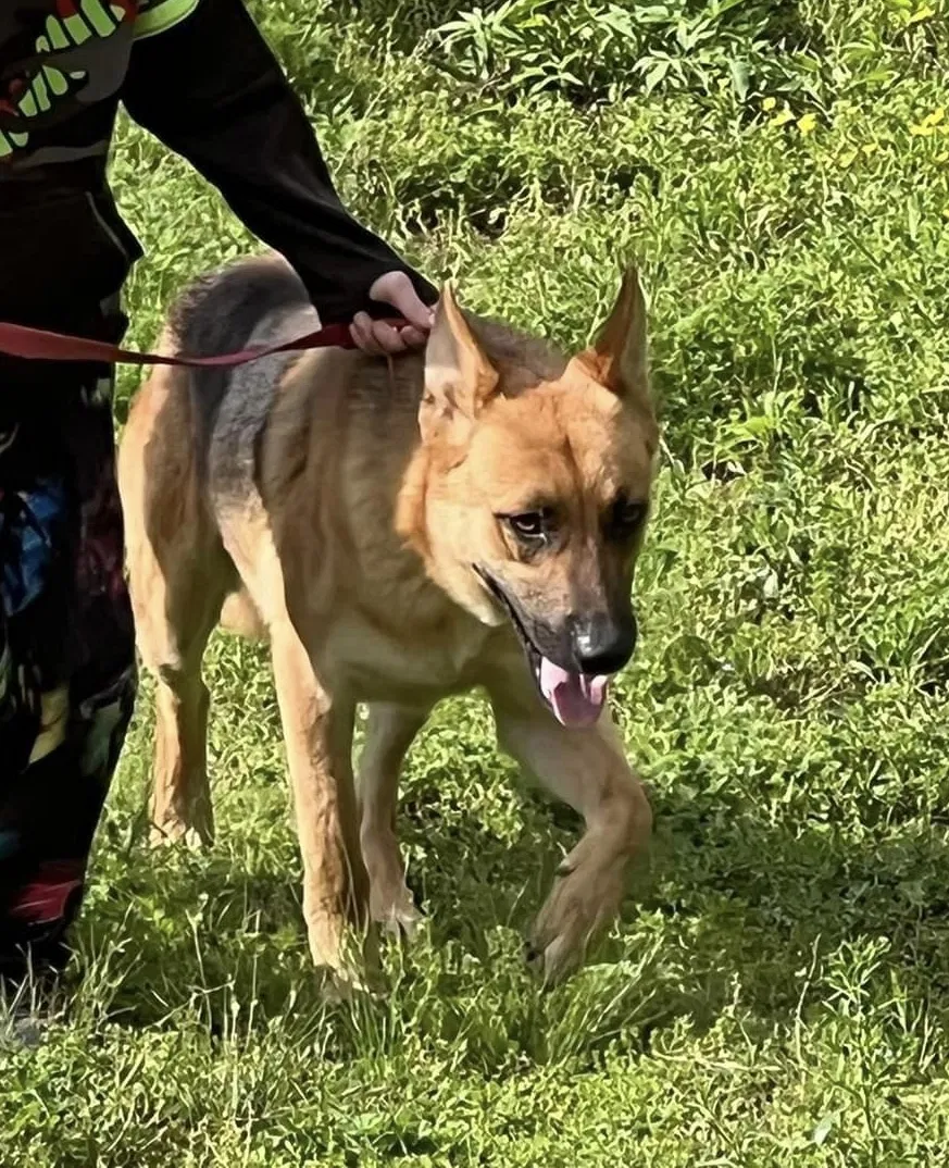 Lost dog in Natural Dam, AR, 72948