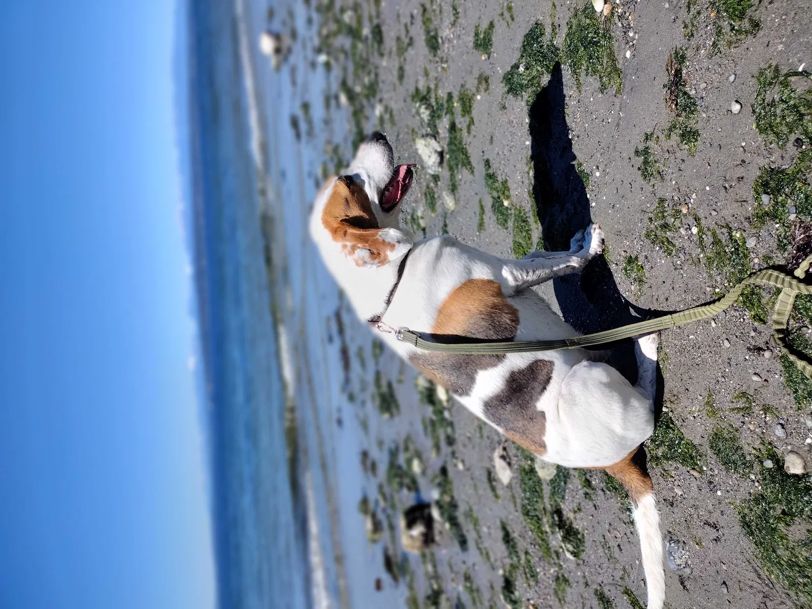 Lost dog in Seattle, WA, 98133