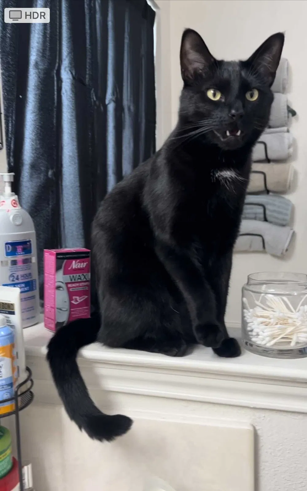 Lost cat in Rowlett, TX, 75089