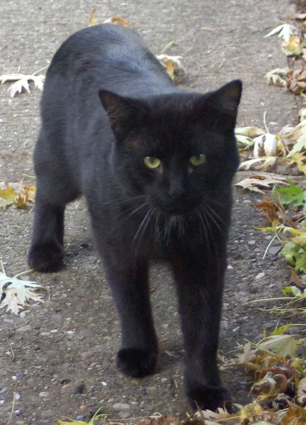 Lost cat in Tannersville, PA, 18372