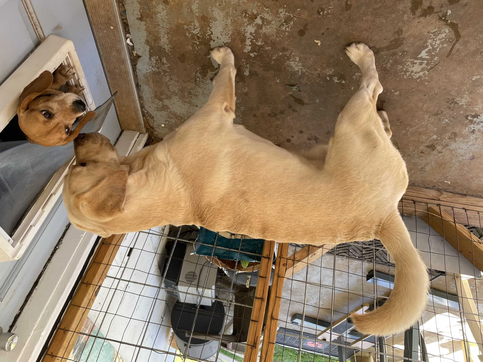 Found dog in Easley, SC, 29642