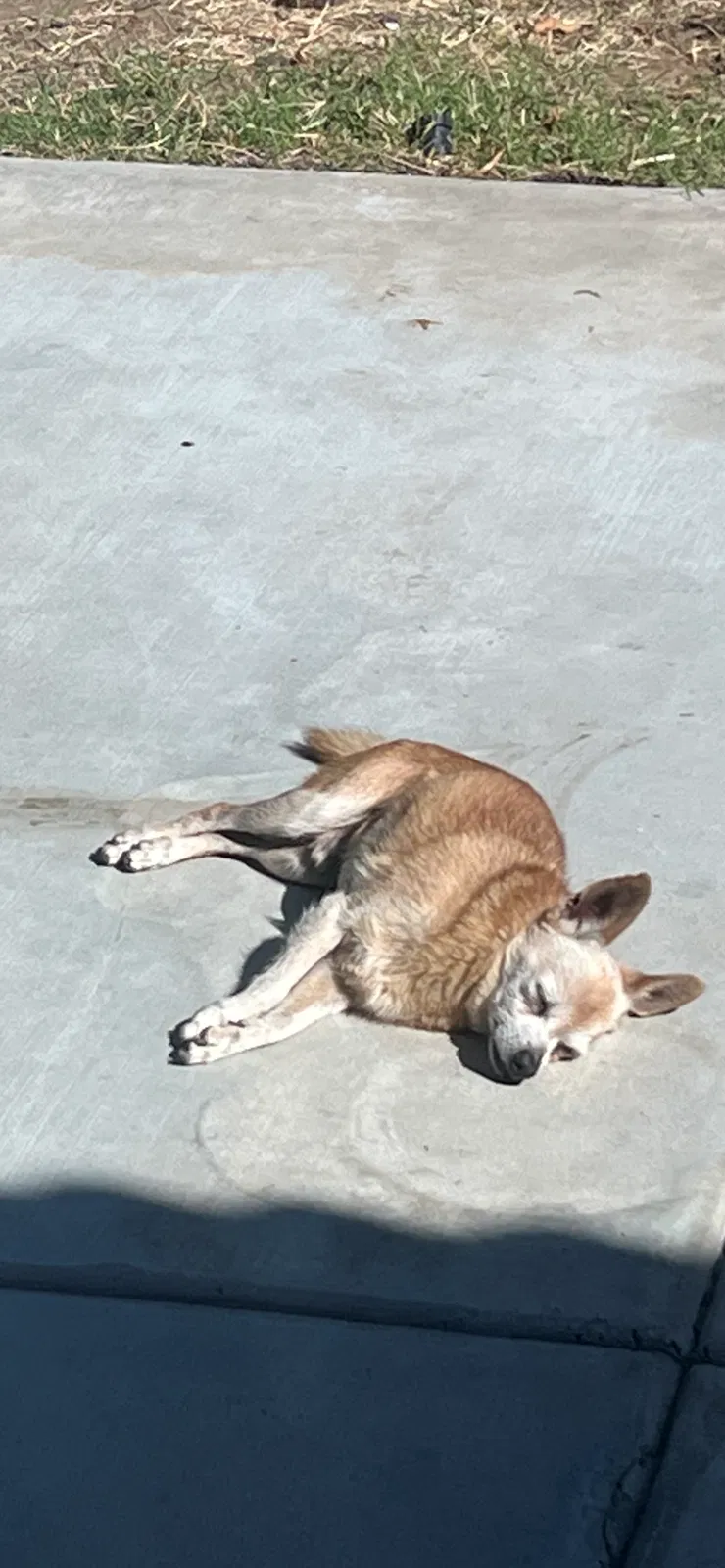 Lost dog in Fontana, CA, 92337