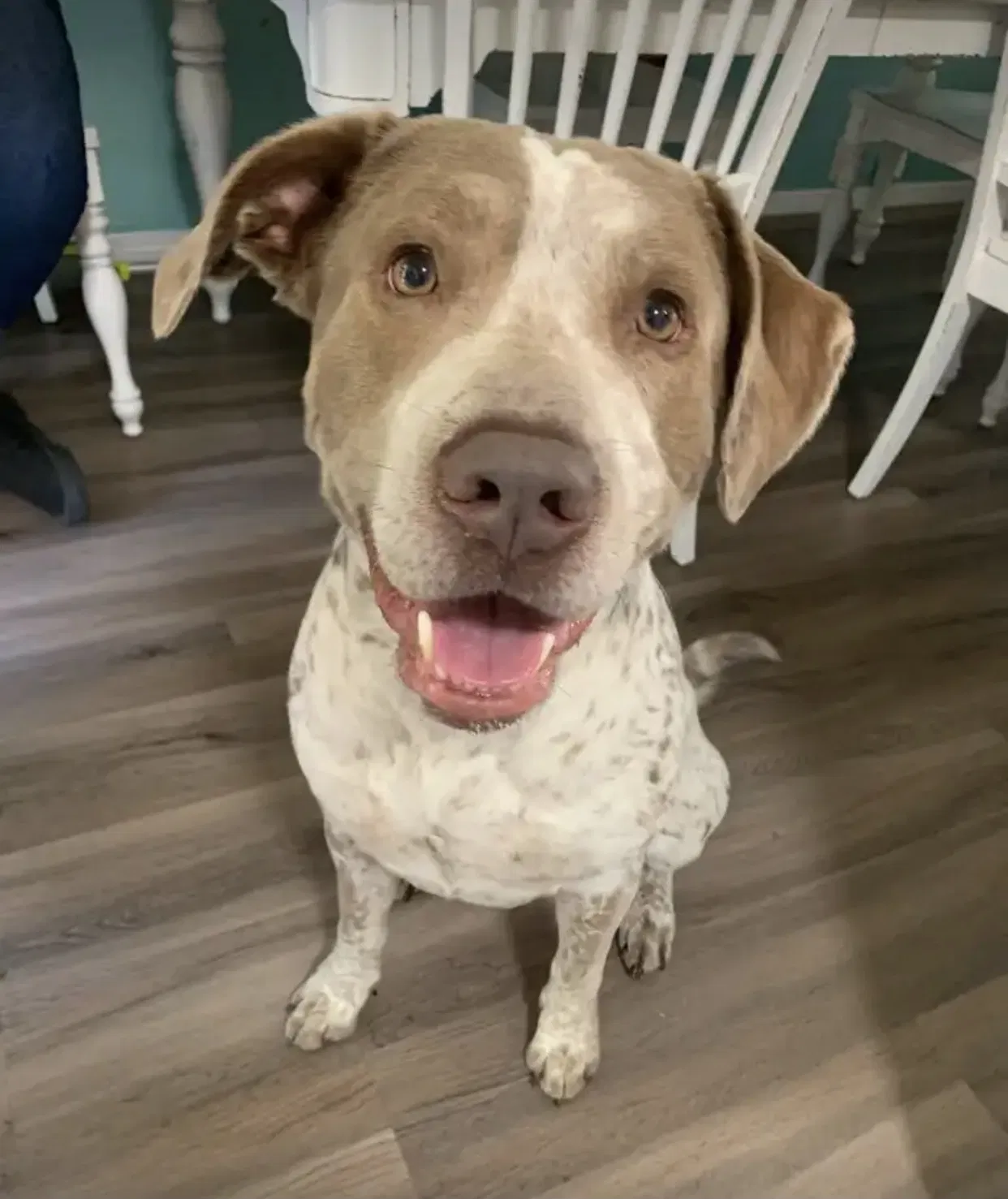 Lost dog in Tacoma, WA, 98404