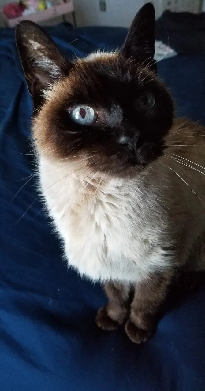 Lost cat in San Leandro, CA, 94578