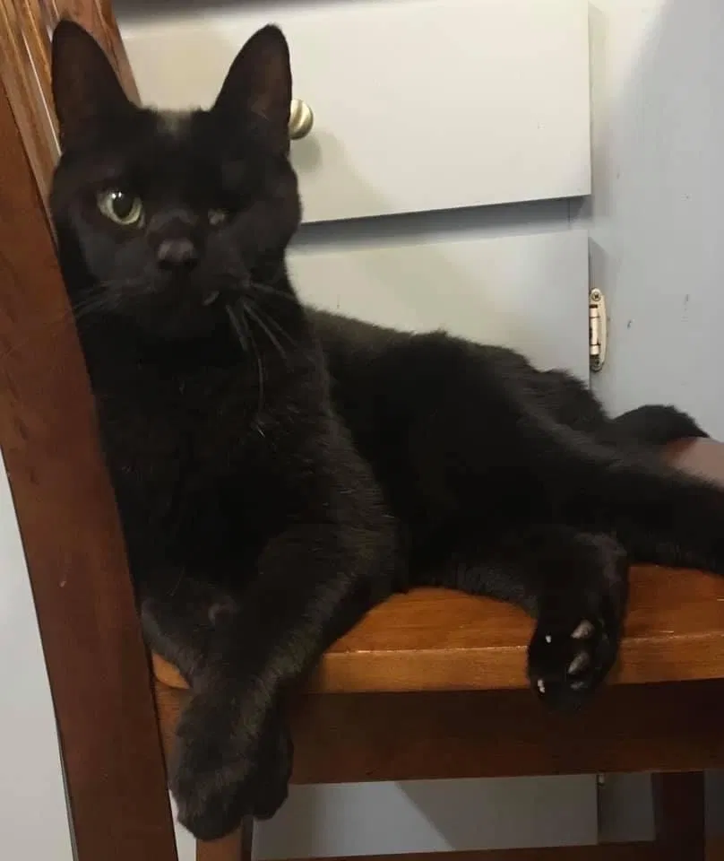 Lost cat in Sarasota, FL, 34237