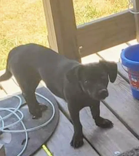 Lost dog in Mabank, TX, 75156