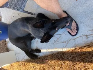 Found dog in Winder, GA, 30680