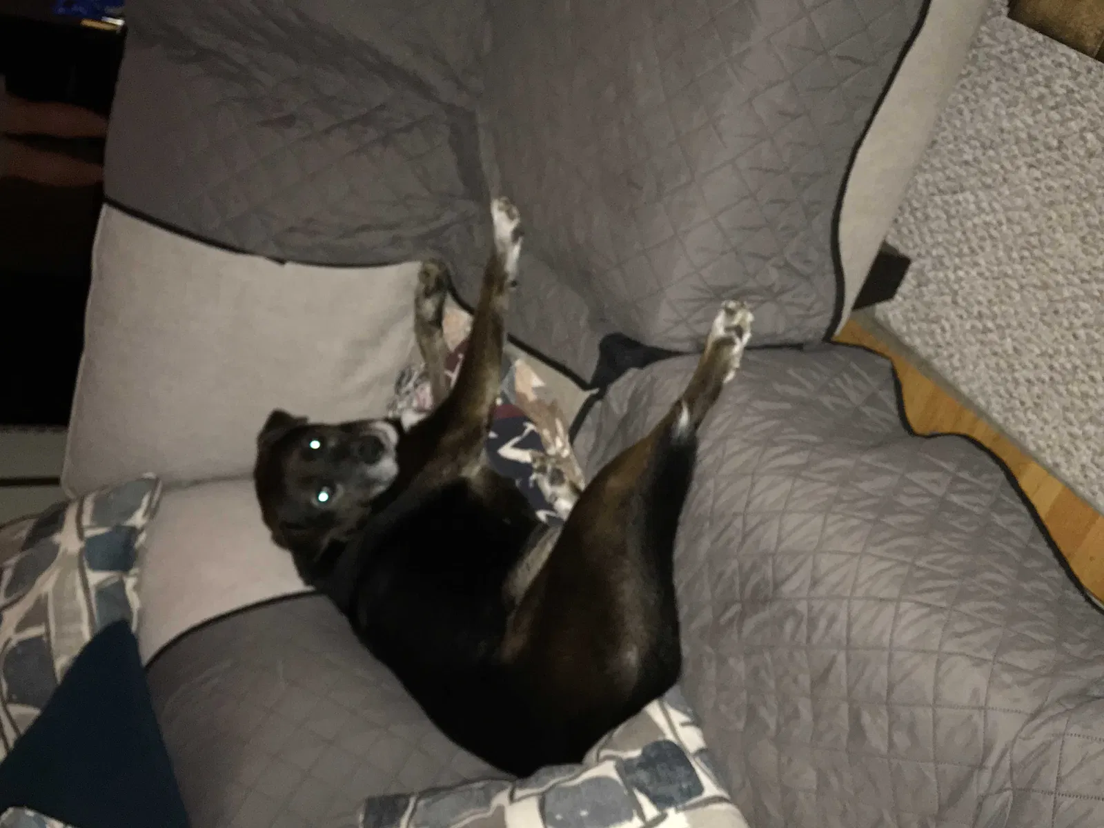 Found dog in Buzzards Bay, MA, 2532
