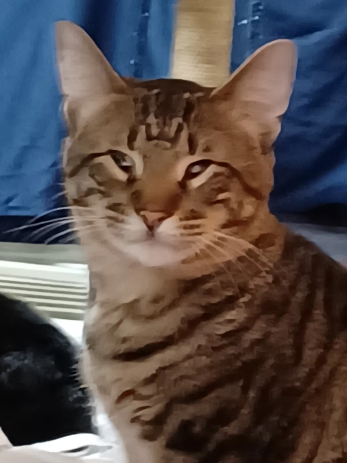 Lost cat in Dallas, TX, 75215