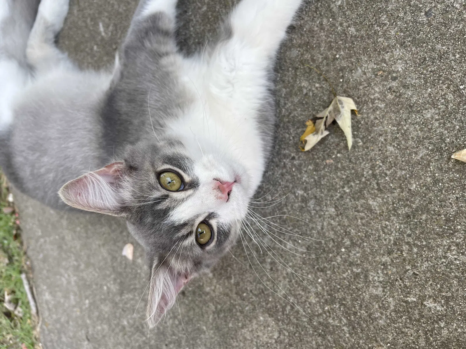 Found cat in Clarksville, TN, 37042