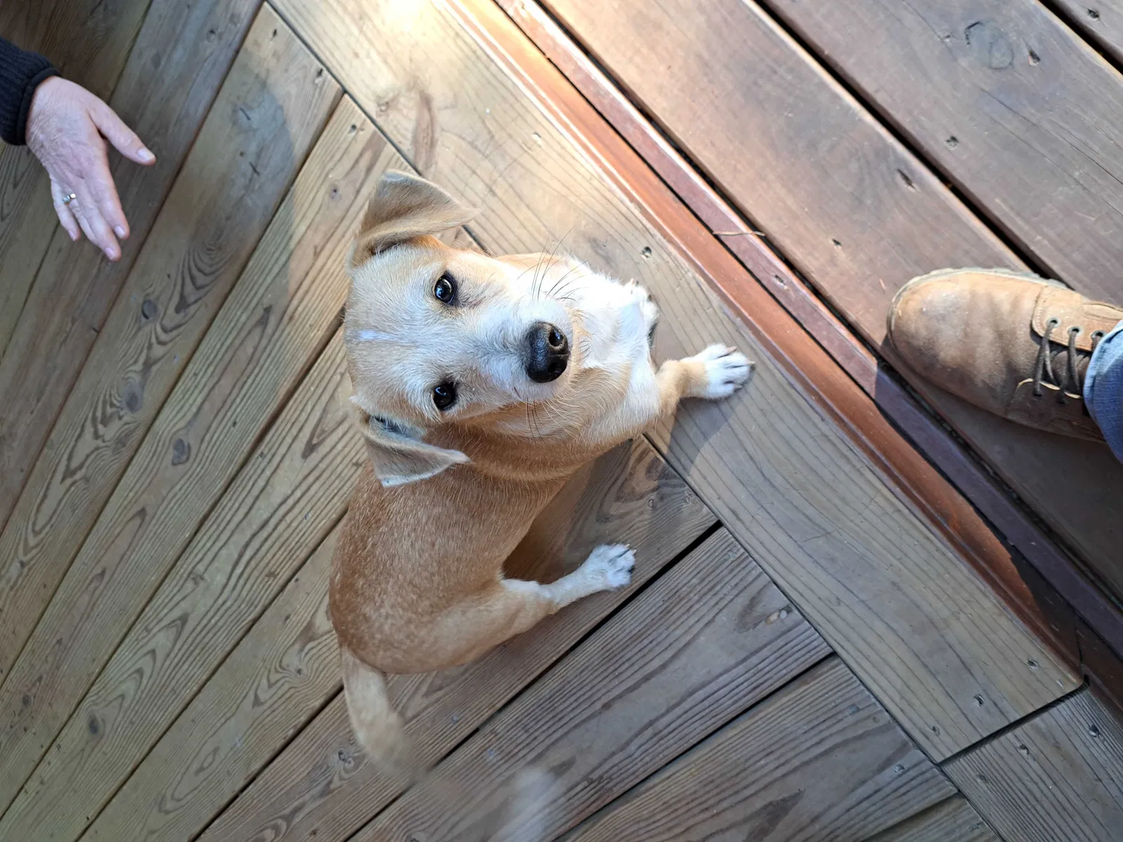 Found dog in Ellijay, GA, 30536