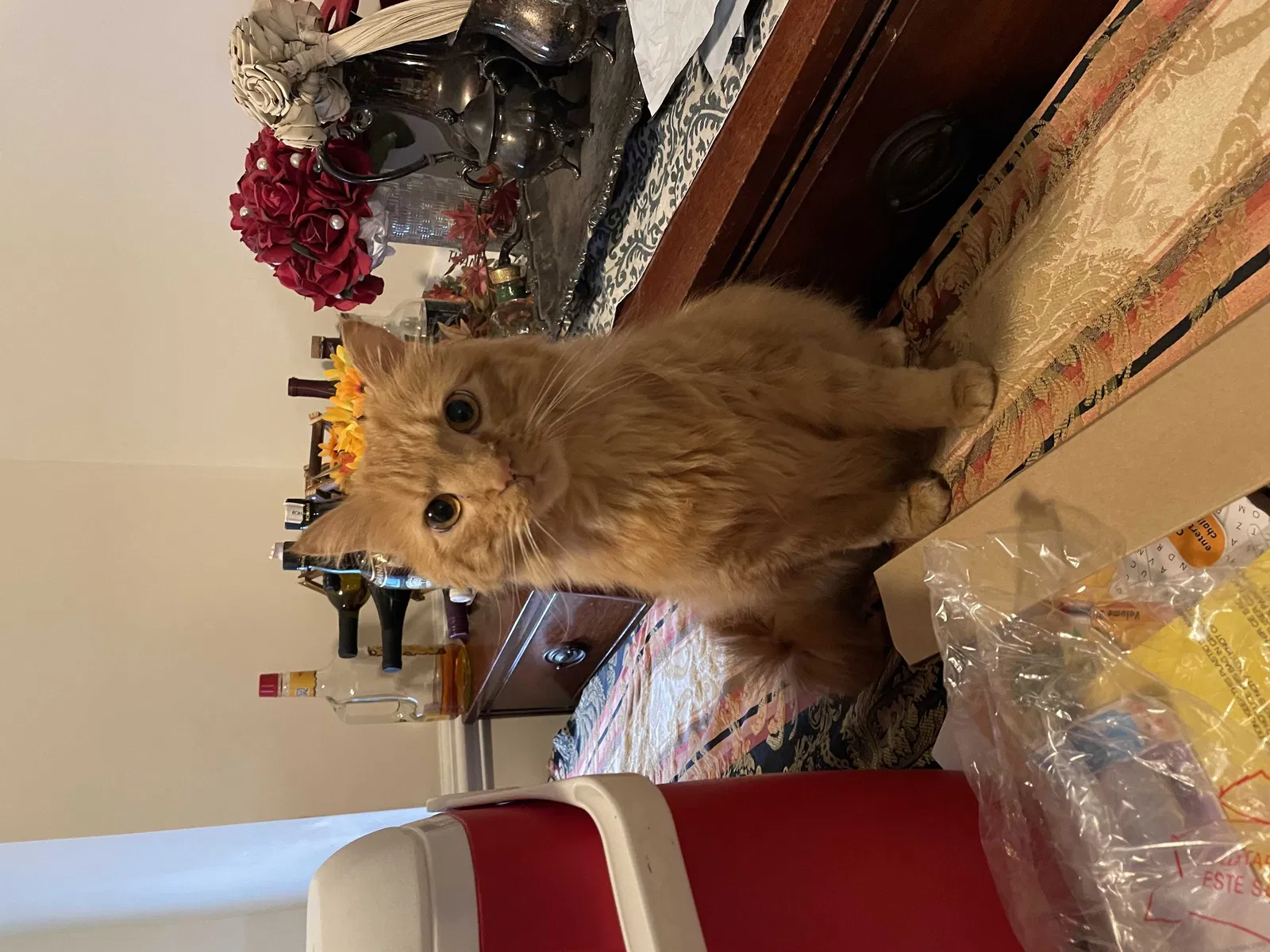 Lost cat in Henrico, VA, 23075