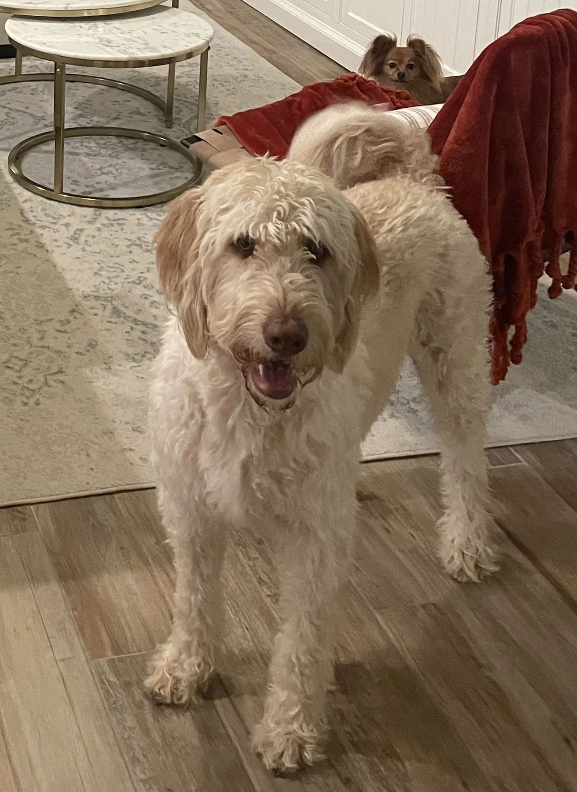 Lost dog in Fort Worth, TX, 76108