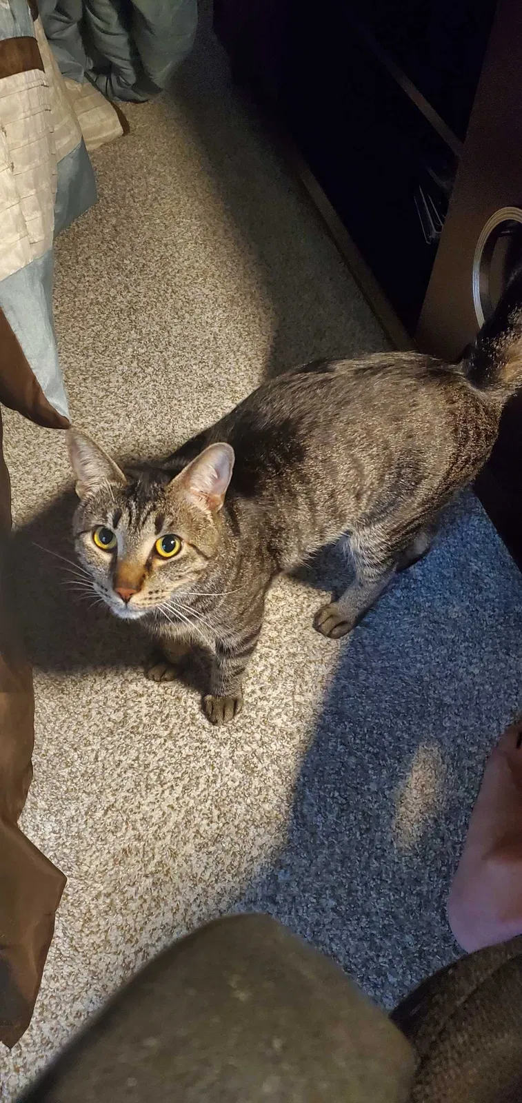 Lost cat in Winter Park, FL, 32792