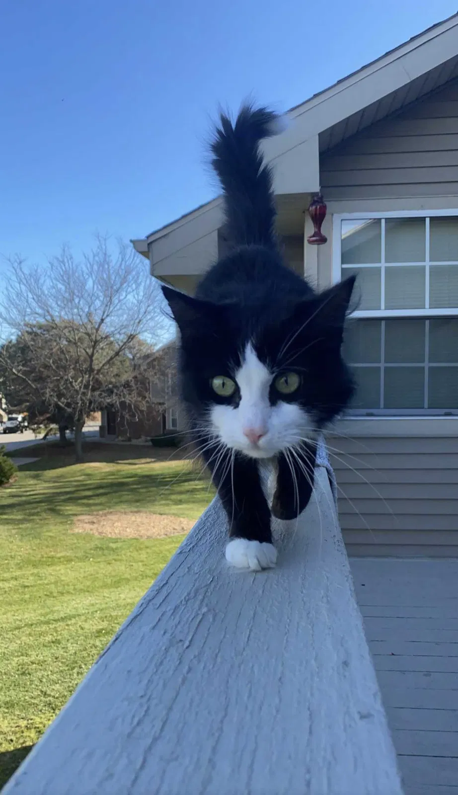 Lost cat in Pleasant Prairie, WI, 53158